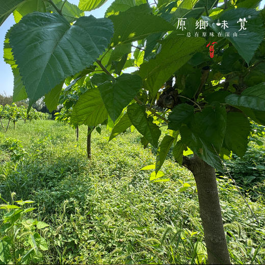生态桑葚糕（基地直发-京东包邮）|120g/盒*2，来自江苏宿迁，生产者：赵金鑫【合作生产，公平贸易】 商品图7
