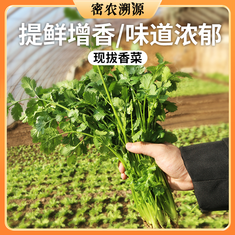 密云新鲜香菜  100g 味道浓厚  调味必备  厨房常备调味菜
