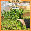 密云新鲜香菜  100g 味道浓厚  调味必备  厨房常备调味菜 商品缩略图0