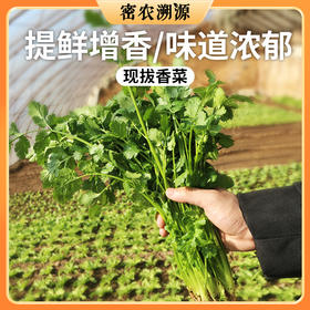 密云新鲜香菜  100g 味道浓厚  调味必备  厨房常备调味菜