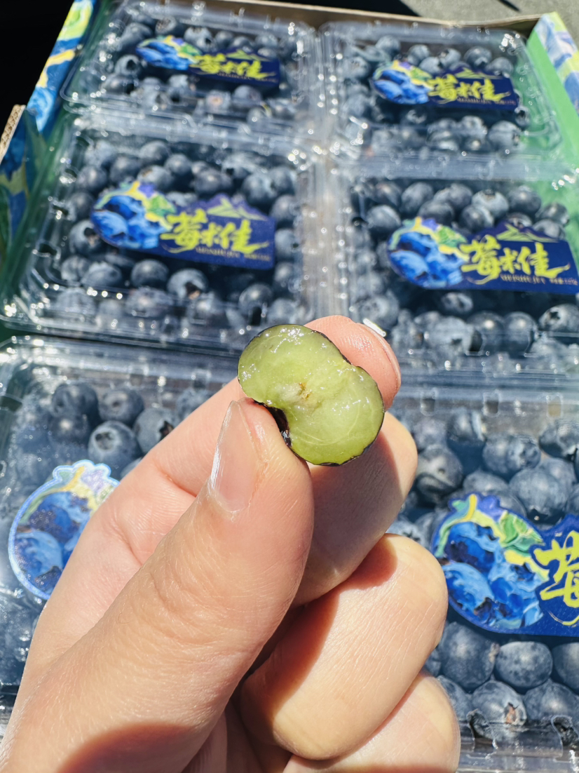云南花香脆蓝莓 超好吃