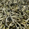 懂茶帝福鼎高山白毫银针2025年头采白毫银针云深500g/1500g 商品缩略图2