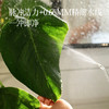 520护肤节【塞牙/敏牙/正畸人士必入 冲牙器】粉色预售7天 在家就能享受专业级口腔清洁 一冲即净 超长续航 精致便携 商品缩略图2
