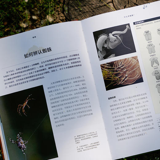 《蜘蛛》普林斯顿大学生物图鉴系列 超200张照片和科学研究，探讨物种知识及其在生态系统中的作用 生物图鉴科普-分销 商品图4