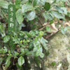 【2026年采摘新茶】杭州野放茶园龙井茶 100g  绿茶  一芽一叶 荒野韵味 生态龙井  夏天喝 自然清凉 商品缩略图6