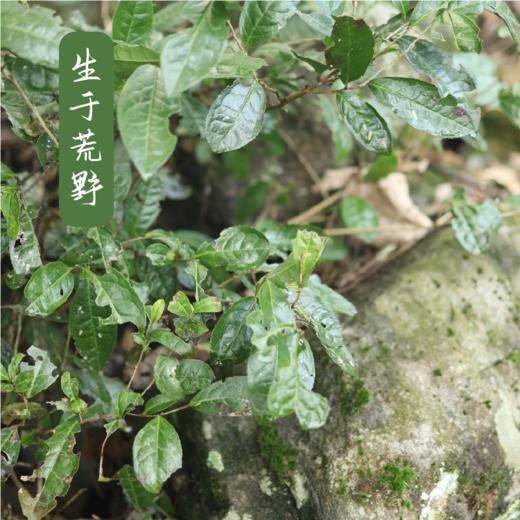 【2026年采摘新茶】杭州野放茶园龙井茶 100g  绿茶  一芽一叶 荒野韵味 生态龙井  夏天喝 自然清凉 商品图6