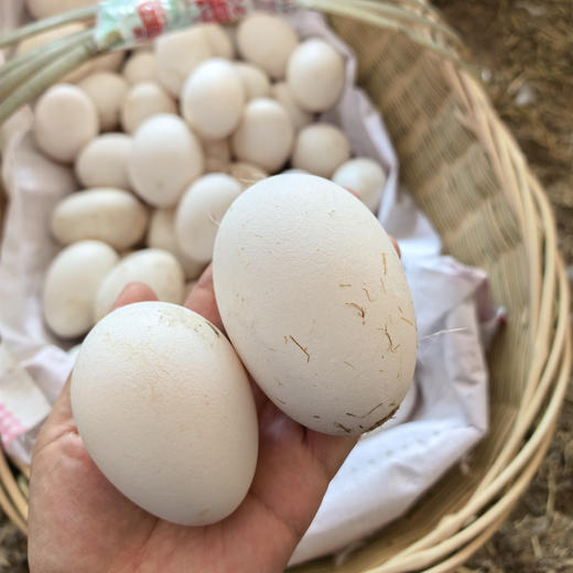 【排单发货】散养鹅蛋丨吃粮食/谷物长大的 蛋清浓稠 蛋黄紧致 腥味小，个头大小不一，介意慎拍‼️现产现发，不接急单！⭐️顺丰快递 商品图7