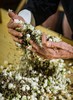 【谢大高】30年匠心 四代传承 | 非遗茉莉花茶 茉莉六堡茶/茉莉飘雪/金奖茉莉绣花针 经典好茶合集  多规格 商品缩略图1