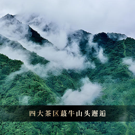 5月11日中午12点【数量过半！！】【八方来财】2026年春茶预售福利四大茶区蕞牛山头完美邂逅 放弃利润 赔钱做半价 500g/砖 每个ID限购10砖 拍5发6 商品图7