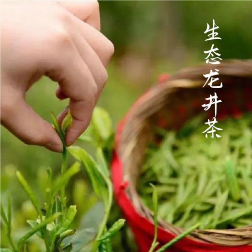【2026年采摘新茶】杭州野放茶园龙井茶 100g  绿茶  一芽一叶 荒野韵味 生态龙井  夏天喝 自然清凉 商品图4