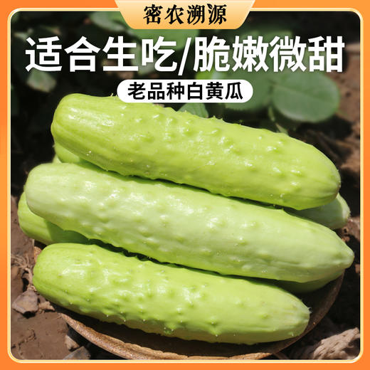 密云现摘老品种白黄瓜 1斤    自然成熟  新鲜生吃水果黄瓜 清香爽脆  黄瓜味儿浓 商品图0