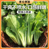 密云现摘小白菜 300g  叶菜  清香味美  甘甜多汁 商品缩略图0