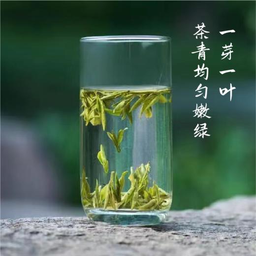 【2026年采摘新茶】杭州野放茶园龙井茶 100g  绿茶  一芽一叶 荒野韵味 生态龙井  夏天喝 自然清凉 商品图5
