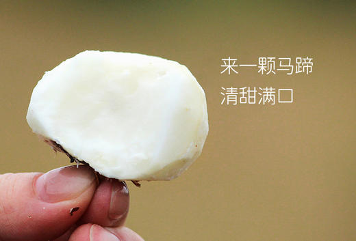 【基地直邮】荔浦有机水果马蹄，国家地理标志农产品，核心产区，地下雪梨，江南人参 商品图1
