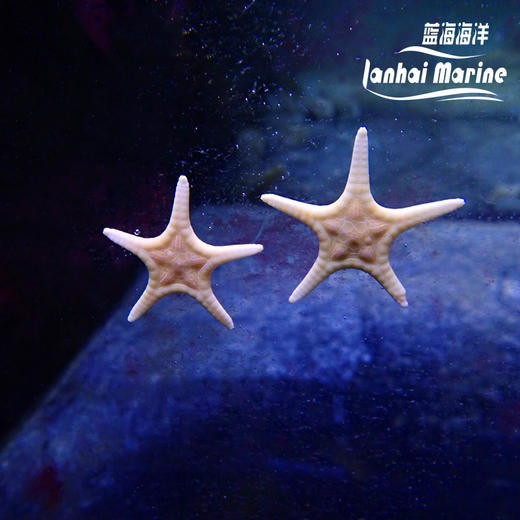 双星海星 商品图7