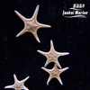 双星海星 商品缩略图4