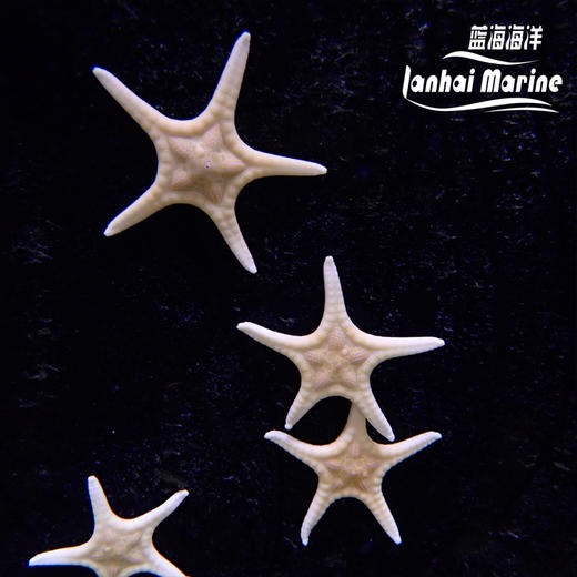 双星海星 商品图4