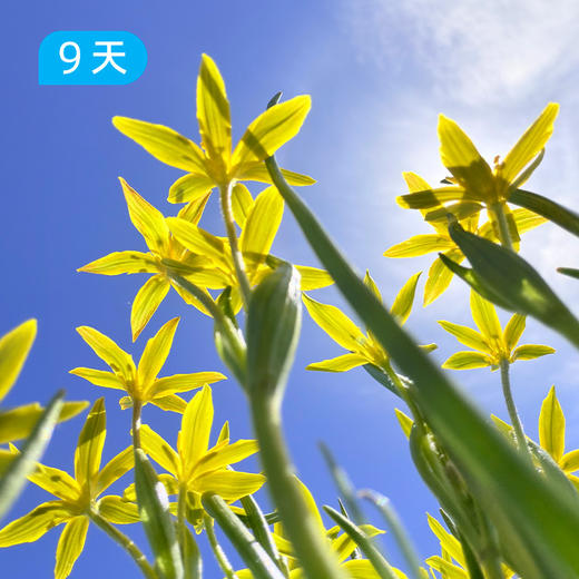 伊犁60公里经典徒步｜深度体验新疆伊犁三大草原精华路线 9日 商品图5