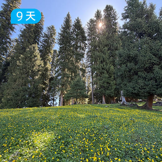 伊犁60公里经典徒步｜深度体验新疆伊犁三大草原精华路线 9日 商品图13
