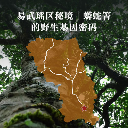 【易泰号】蟒蛇箐30g 商品图1