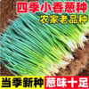 【YMHR】小葱 新鲜白露葱 发芽葱 蘸酱菜香葱 农家蔬菜 商品缩略图0