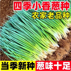 【YMHR】小葱 新鲜白露葱 发芽葱 蘸酱菜香葱 农家蔬菜