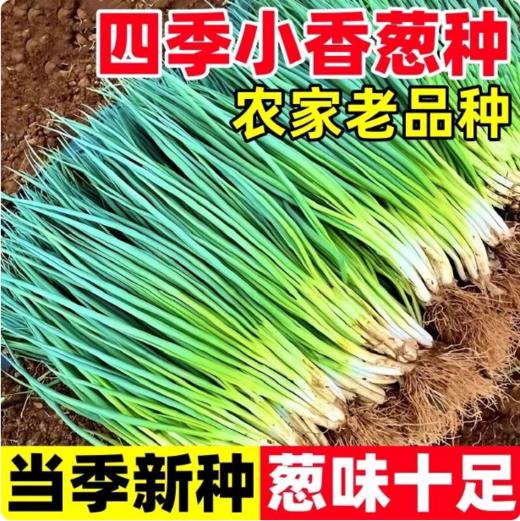 【YMHR】小葱 新鲜白露葱 发芽葱 蘸酱菜香葱 农家蔬菜 商品图0