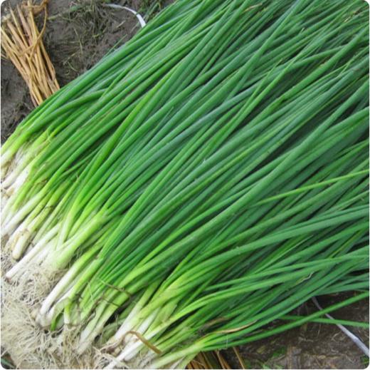 【YMHR】小葱 新鲜白露葱 发芽葱 蘸酱菜香葱 农家蔬菜 商品图2