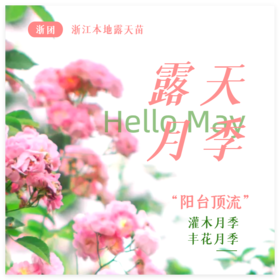 【浙团】露天月季2加仑大苗
