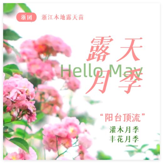 【浙团】露天月季2加仑大苗 商品图0