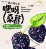 大蓝鲸爱研学|【新农人计划—桑葚篇】带孩子去田野里，摘桑葚、染布、做果酱、钓龙虾……这才是向往的亲子田园生活！ 商品缩略图0