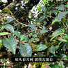 5月12日中午12点【冰岛熟茶】2020年春茶发酵一杯好茶是会说话的，一壶沸水便知，全程米汤感凸显，沁心甘甜，8克/泡*20泡/盒 商品缩略图2