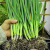 【YMHR】小葱 新鲜白露葱 发芽葱 蘸酱菜香葱 农家蔬菜 商品缩略图1