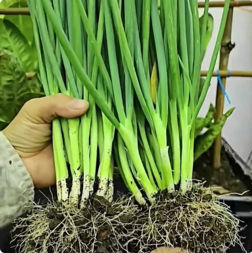 【YMHR】小葱 新鲜白露葱 发芽葱 蘸酱菜香葱 农家蔬菜 商品图1