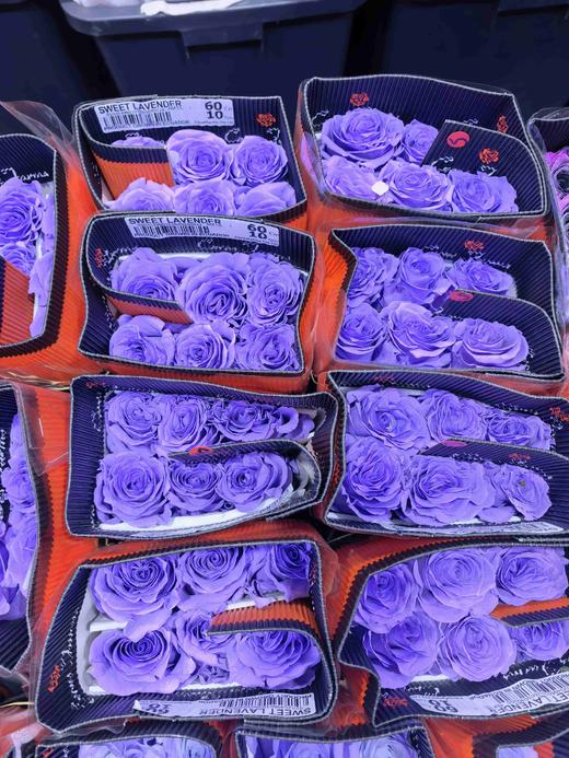 厄瓜多尔进口染色SWEET LAVENDER甜蜜薰衣草玫瑰10支 商品图7