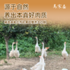 高家庄秘制新鲜现卤卤鹅 | 古法卤制 生态养鹅 江苏高家庄基地直发（直播福利） 商品缩略图1