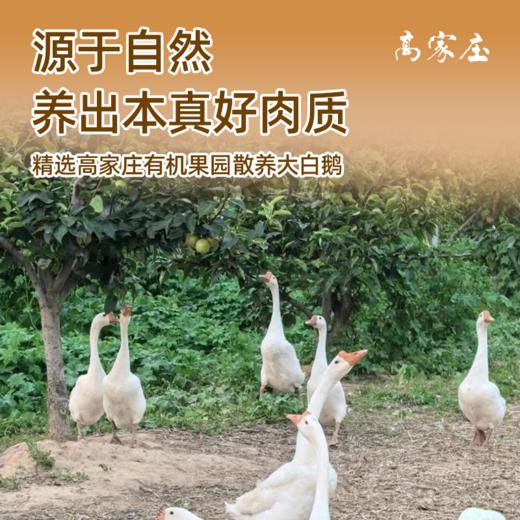 高家庄秘制新鲜现卤卤鹅 | 古法卤制 生态养鹅 江苏高家庄基地直发（直播福利） 商品图1