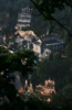 5月13日中午12点【老曼峨黄金叶】2025年班章五寨之一“老曼峨”甜茶头春头采黄金叶，老曼峨95号茶农岩三儿自产自制产品200克/饼 商品缩略图6