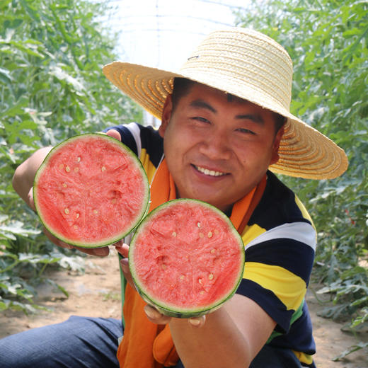 密云新鲜现摘小西瓜1个2份包邮 脆甜西瓜 皮薄吊瓜 新鲜西瓜时令水果 商品图1