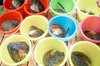 5.30/5.31【崇州道明镇】六一儿童节限定珍宝一日营 ：开河蚌取珍珠、玩水抓泥鳅、彩色羊粘毛、搓冰粉 商品缩略图2