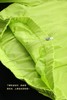 【刘浩存同款】蕉*凉皮UV防泼水立领短款防晒衣 商品缩略图13