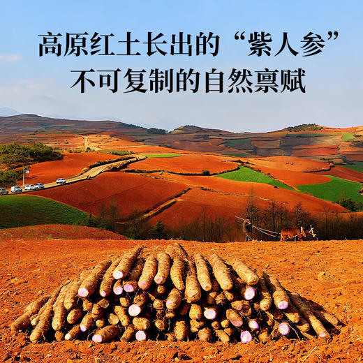 神农金康有机紫山药粉600g怀山药早餐脾胃养送长辈老年人营养品 商品图5