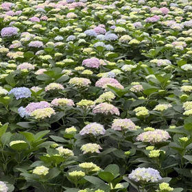 【浙团】品种丰富的绣球花 二加仑大苗