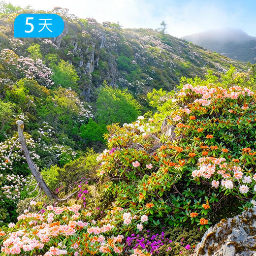 阿布吉措杜鹃季｜雪山海子牧场  轻装徒步露营41KM  5日 商品图2