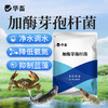 华畜加酶芽孢杆菌菌种水产养殖专用原种菌粉虾蟹塘活菌em益生菌 商品缩略图0