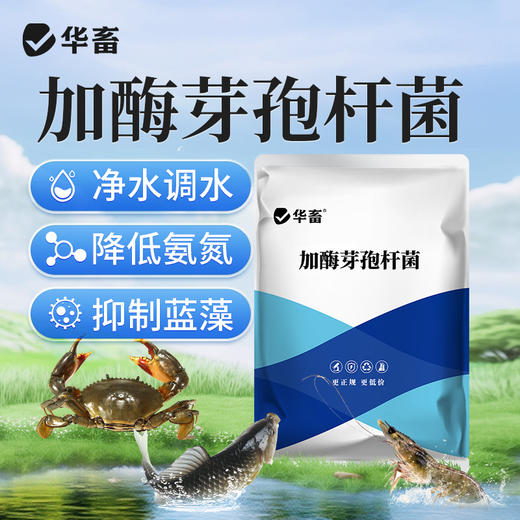 华畜加酶芽孢杆菌菌种水产养殖专用原种菌粉虾蟹塘活菌em益生菌 商品图0