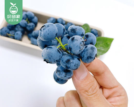 辽宁新鲜串串蓝莓（莱克西-15+）/1盒（约200g） 商品图2