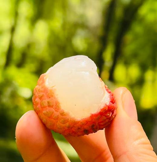 岭南古树白糖罂干鲜荔枝|白糖罂，胭红果色，高雅而不失丝丝妩媚；清雅莹润果肉，似清水出芙蓉；清雅馨香，才下鼻尖已上心尖！甄选30年老树，树龄越长果肉成熟周期也变长，糖分慢慢累积，口感更香不腻～ 商品图1