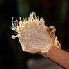 【甄选】云南有机小黄姜干片姜味浓郁产地严选方便冲泡500g/袋 商品缩略图3