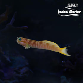 马代金蛟剪